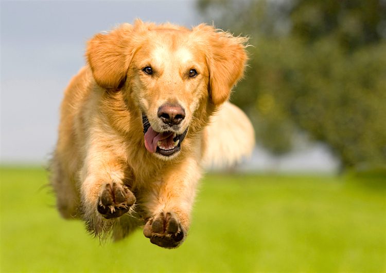 Descubra fatos importantes sobre os filhotes de Golden Retriever, incluindo suas características, origens, temperamento e necessidades de cuidados, para ajudar você a entender esta raça amada.