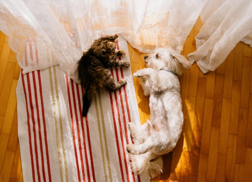 Gatos podem ser alérgicos a cães?