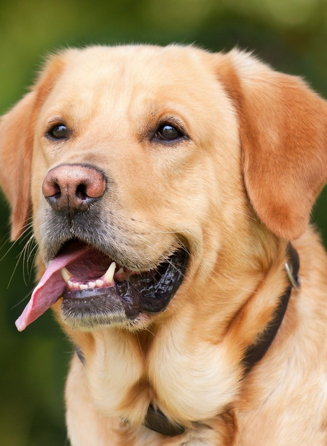 labrador-retriever-g5e2cf64ab_1920